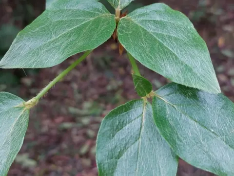 Maries rhododendron