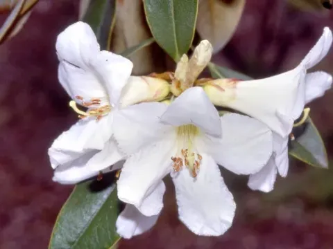 Madden's Rhododendron