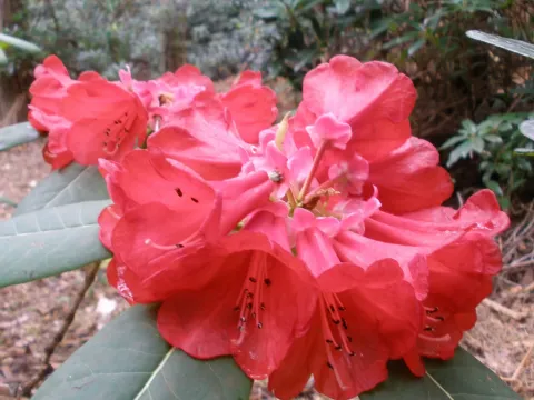 Rhododendron meddianum