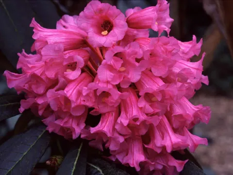 Rhododendron magnificum