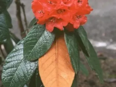 Woolly-leaved rhododendron
