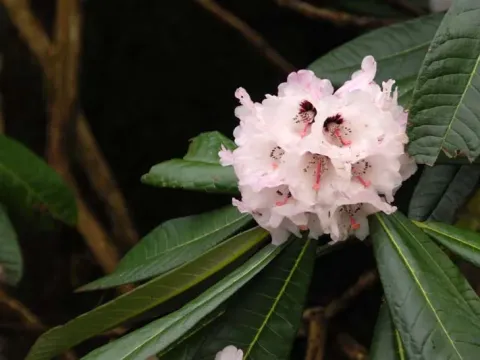 Rhododendron mollyanum
