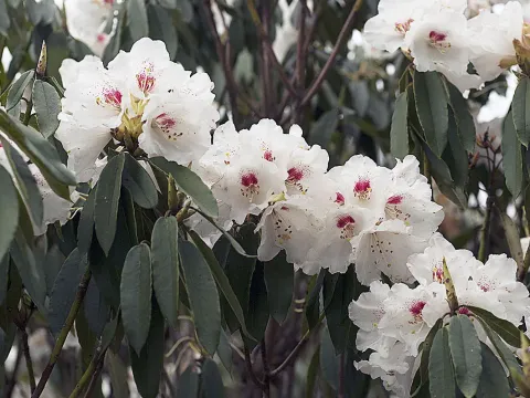 Рододендрон Морі