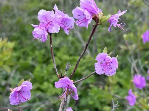Korean rhododendron