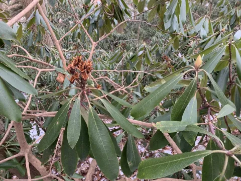 Great rhododendron