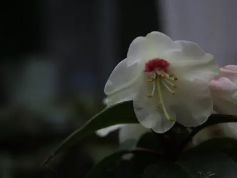 Рододендрон міагрум