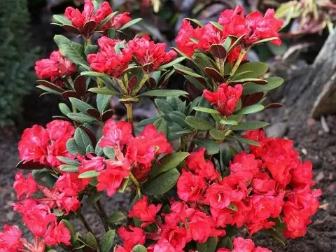 Rhododendron neriiflorum