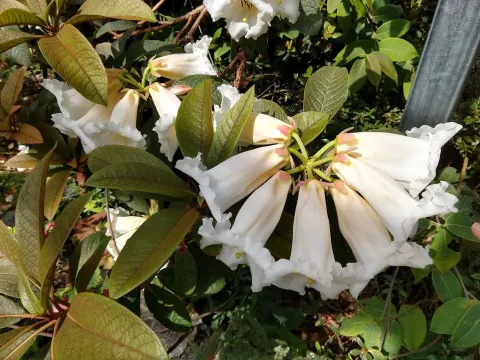 Nuttall's rhododendron