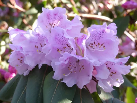 Mountain rhododendron