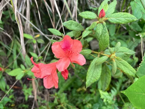 Oldham's rhododendron