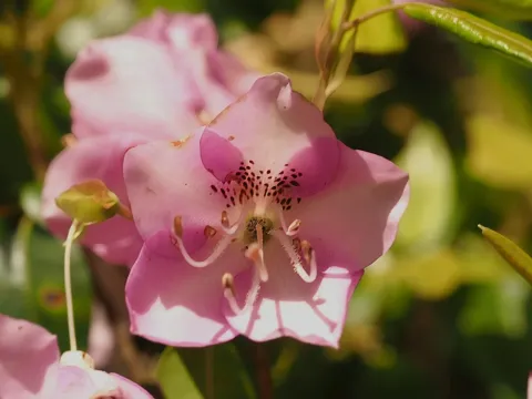 Rhododendron ovatum
