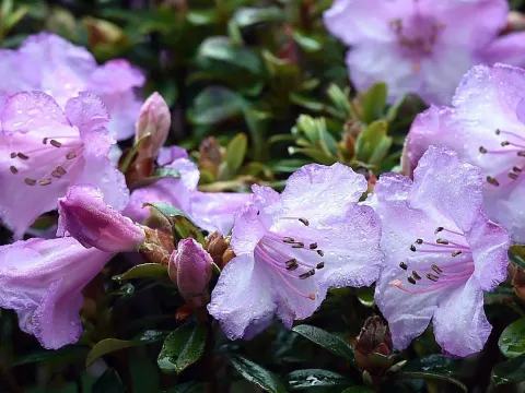 Rhododendron pemakoense