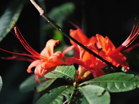 Plum-leaved azalea