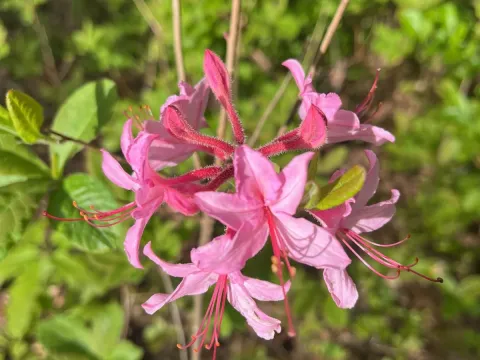 Roseshell azalea