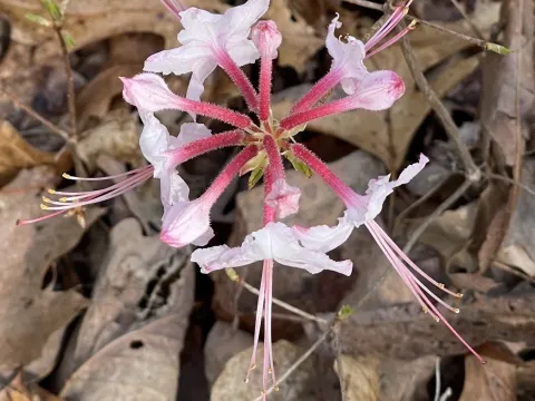 Рододендрон периклименовый