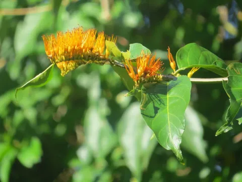 Combretum
