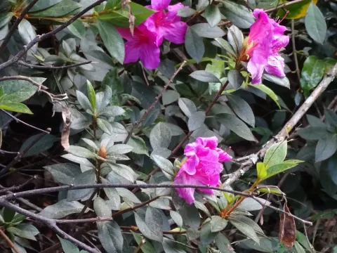 Beautiful rhododendron