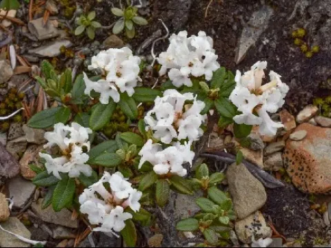 Rhododendron primuliflorum