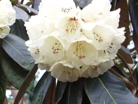 Rhododendron praestans