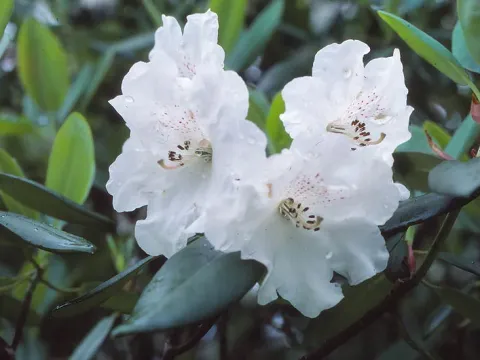 Рододендрон чисто-белый