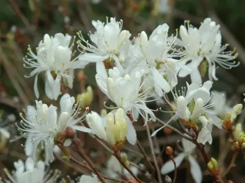 Rhododendron purdomii