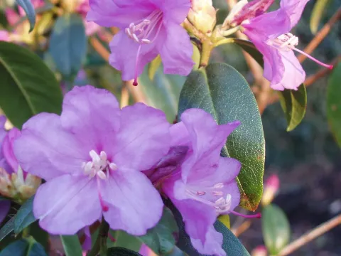 Early Rhododendron