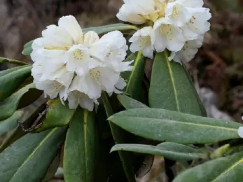 Przewalski rhododendron