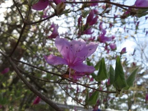 Rhododendron reticulatum