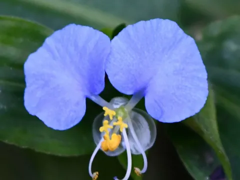 Commelina