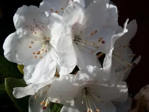 Рододендрон жесткий