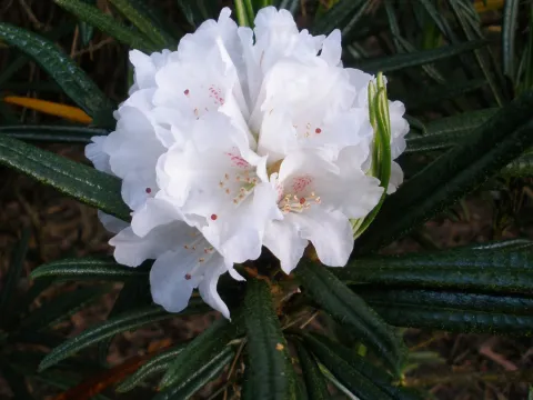 Roxie's Rhododendron