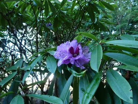 Ririei rhododendron