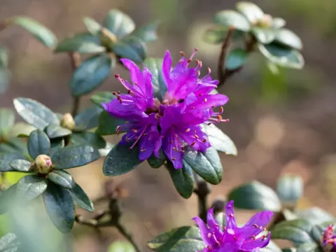 Rusty-leaved rhododendron
