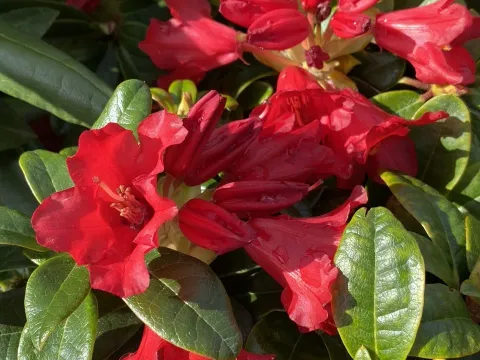 Creeping rhododendron