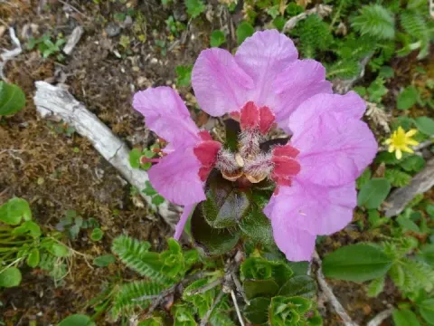 Рододендрон салуэнский