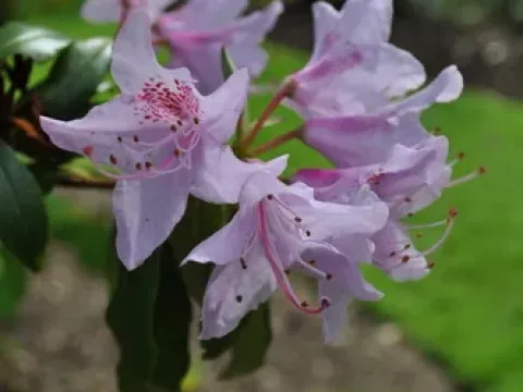 Рододендрон Сірса