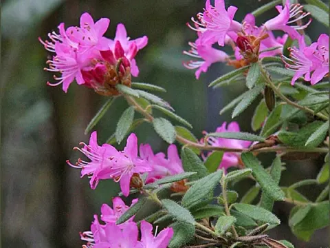 Rough-leaved rhododendron