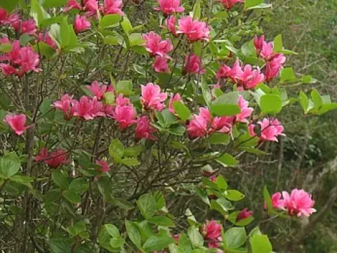 Sacred Rhododendron