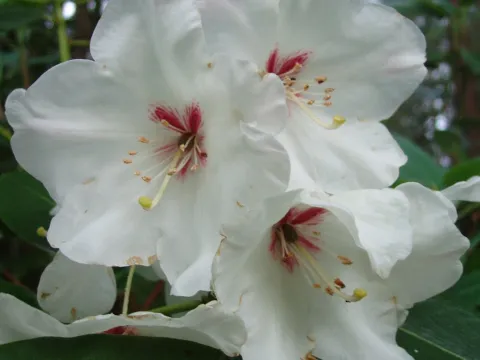Soulie's rhododendron
