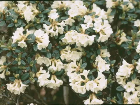 Рододендрон Сарджента