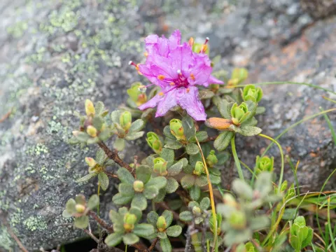 Bristly rhododendron