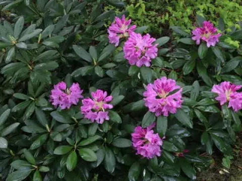 Smirnow's rhododendron