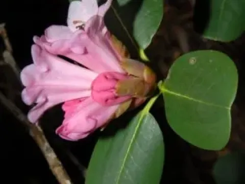 Stewart's rhododendron
