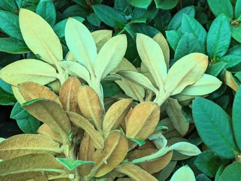 Рододендрон талійський