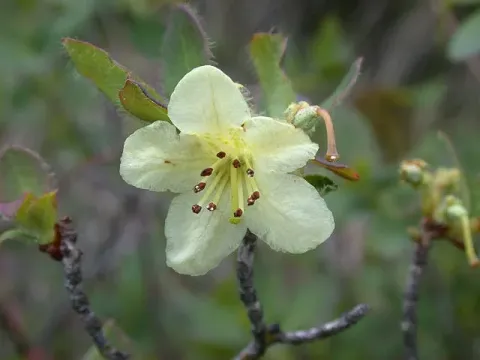 Rhododendron trichocladum