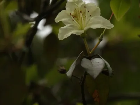 Three-flowered rhododendron