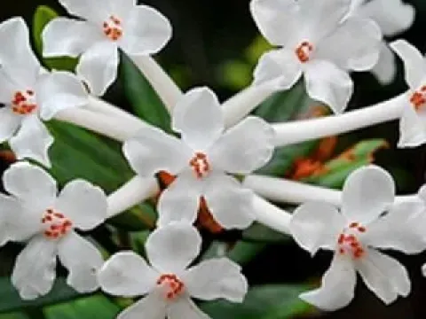 Рододендрон Тагга