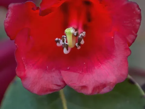 Рододендрон Томсона