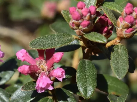 Rhododendron trichostomum