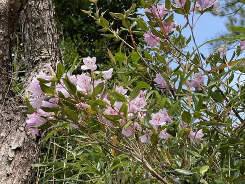Tashiro rhododendron